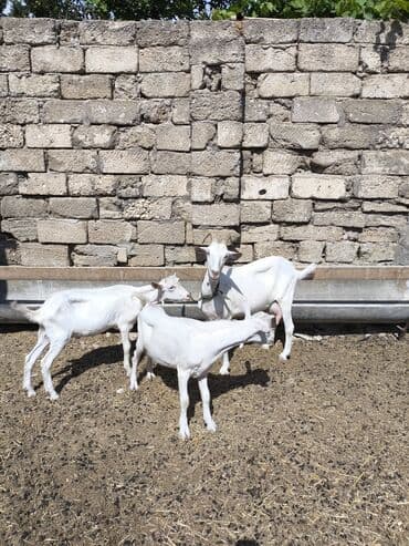 Yemlər: Dişi, il: 2, Südlük — 4