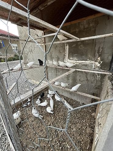 azerbaycanda it adlari: Qiymətdə razılaşma olacaq 30 quşdu Qüvvətli uçuşa və evə dönüş — 2