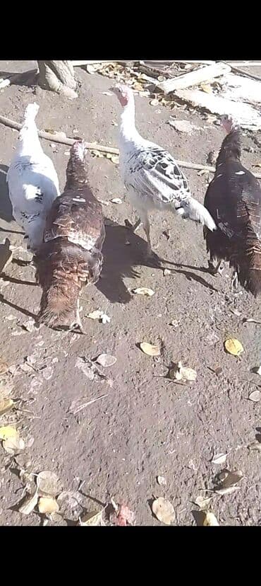 cins inəklər: Hinduşkalar satılır 4 eded 4dişi kq 17 manat ünvan Şirvan Çatdırılma — 1