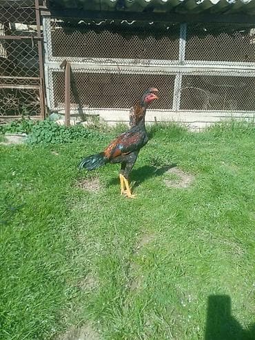 qafqaz coban iti satiram 2018: Fere ile bece satilir 5 ayliqdilar ikisi bir yerde 150 azn temiz cins — 1