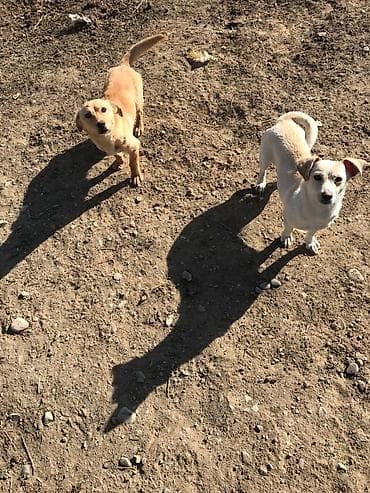 etlik cuce satisi: Zvonok, 10 ay, Erkek, Peyvəndli, Ödənişli çatdırılma — 2