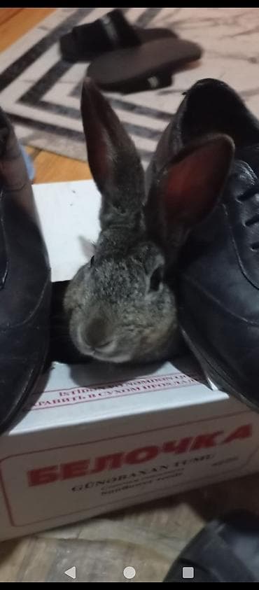 tutuqusu yemi: Boz rəngli ev dovşanı - Növ: Ev dovşanı (boz–gümüşü tüklü) - — 1