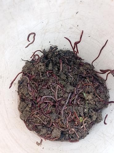 yanmış peyin: Salam soxulcan ulvan hovsan Məhsul təsviri: - Canlı torpaq qurdları – — 1