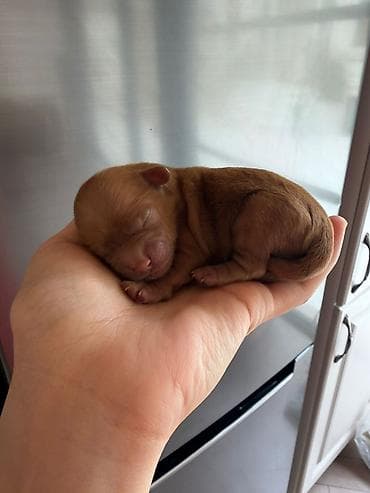 ev itlər: Peyvəndli — 1