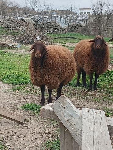 Quşlar: Dişi, il: 1, Ətlik — 2