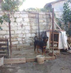 guclu itler: Rotveyler, 10 ay, Erkek, Sənədli, Ünvandan götürmə — 8