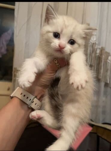 pişik ucun evlər: Ragdoll tipli balaca pişiklər - Rəng: açıq krem/bej bədən, qulaqlar — 1