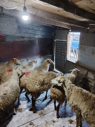 beyləqan sortu qoyun və quzuları: Boğaz qoyunlardi — 2