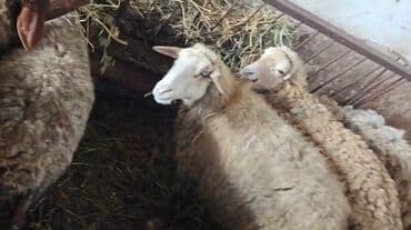 Toyuqlar: Salam 6 qoyundu. etrafli melumat ucun zeng edin — 2