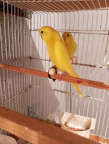 Собаки: Bir cutu 25 manat rengler muxdelifdi unvan Bileceri Xüsusiyyətlər: - — 2