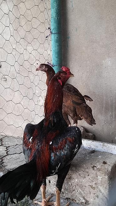 11 Ayliq Xoruz 10 aylıq fərələr başı çıxan adam narahat etsin qiymət — 6