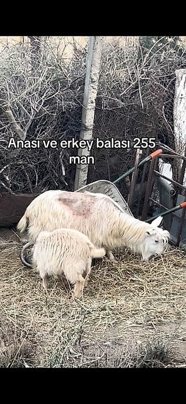 itlerin satisi ucuz: Sannen erkey bala ile buyrun Ana keçi və erkək balası birlikdə — 3