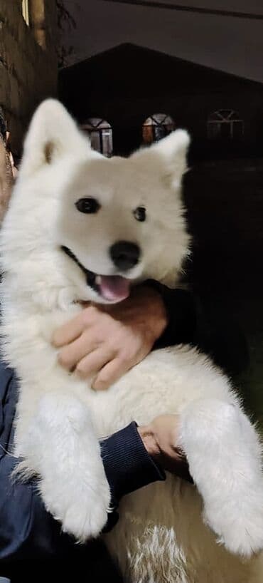 pulsuz it verilir: Samoyed, 9 ay, Erkek, Peyvəndli, Ünvandan götürmə — 3