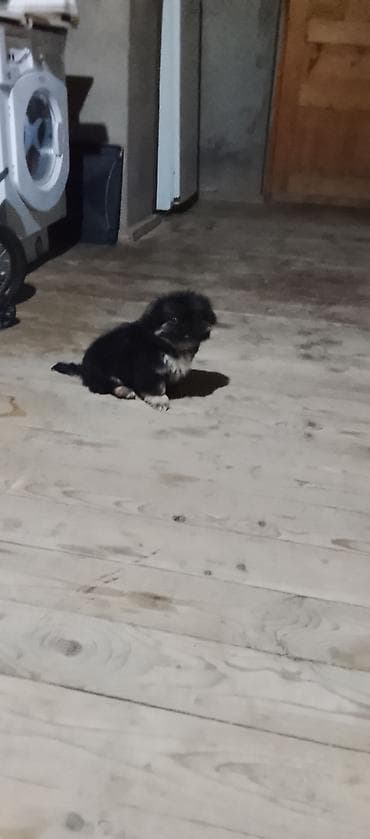 balaca şirin itler: Peyvəndli — 5