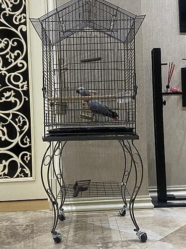 Metalkarkas quş qəfəsi – stendli, təkərli model. Xüsusiyyətlər: -