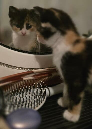 pişik biti: Dişi, Yaxşı əllərə — 9