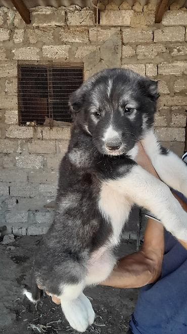 ata tingcilik: Alabay, 2 ay, Dişi, Peyvəndli, Ödənişli çatdırılma — 4