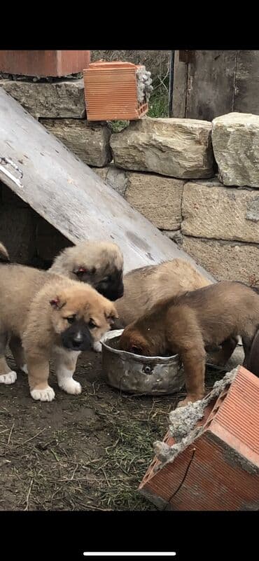 qurd dərmanı: Qurdbasar, 1 ay, Dişi — 2