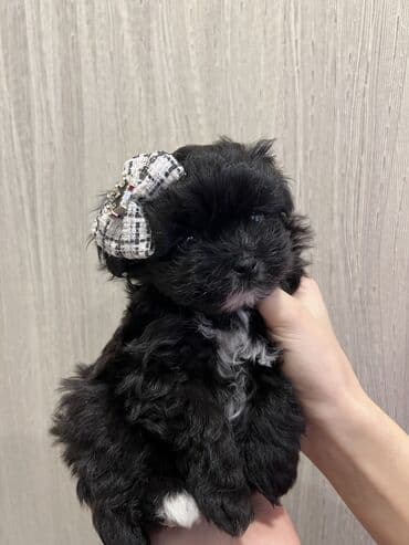 мальтийская болонка цена в баку: Pudel, 1 ay, Dişi, Peyvəndli — 2