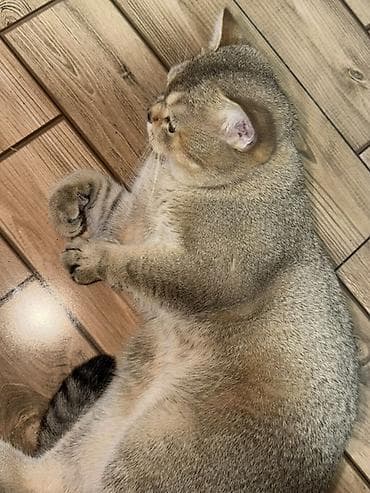 Qızıl şinşilla, Erkək