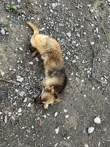 itler: İt – orta ölçülü, uzun tüklü, qızılı-qəhvəyi rəng çalarda, qara kürək — 7