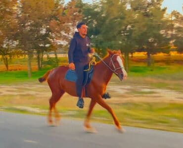 Atlar: Dişi, il: 4, Ödənişli çatdırılma — 4