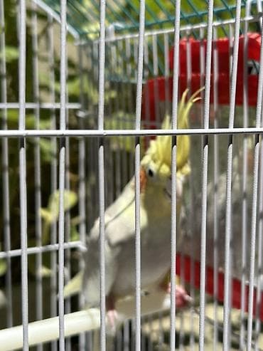 qara toyuq sortu: Nimfa (Cockatiel)-Dişi korella quşu 1 yaşı var yeni almışıq bizdəki — 4