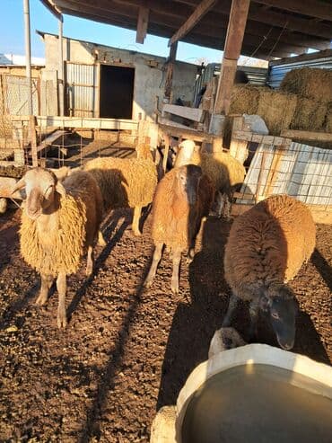 qoyun şəkli: Ətlik quzular diri çəkisi 9 m Biləsuvarda əlaqə — 6