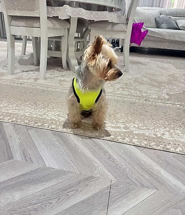 it paltarları: Salam york satilir pasportu privivkalari bütün vurulub yemeyi — 2