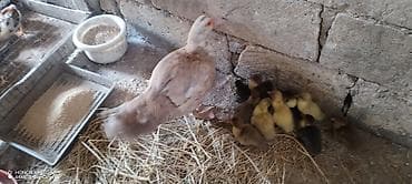 lavanda ördek: Salam eleykum. Lavanda ordek ve 11 bala. Etlik cinsdir .3 gunlukdur — 1