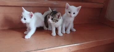 ağ pişik balası: Tabbi, Yaxşı əllərə — 1