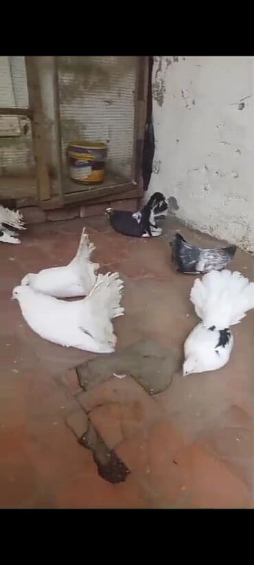 Salam pavlik göyərçinləri satılır Rusiya və Alman sortudu bir ədədi