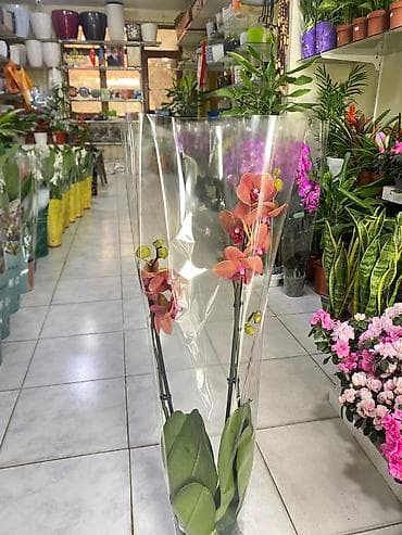 phal. zebrina × sib: ƏLAQƏ TEL : 050-557-56-51 8 marta özəl yeni hədiyyəlik — 2