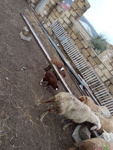 setteri it cinsinin digər adı: 9 qoyun 3 balalı qalanı boğaz sağlam heyvanlardı VATSAP 0503938685 — 4