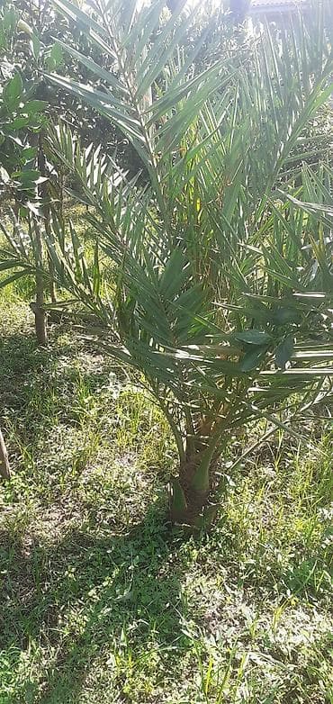 dekor patalok: Dekarativ ağaclar — 8