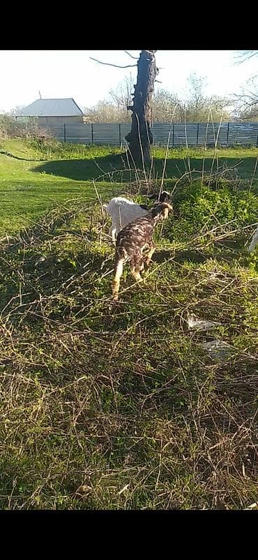 toyuq ucuz qiymete: Salam heyvanlar sağlamdır biri 160 manata fikiri ciddi olan zəng edə — 2