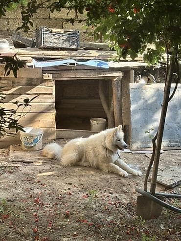 heyvanlar: Samoyed, Peyvəndli — 5