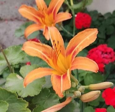 - Zanbaq (Hemerocallis) – narıncı lecekli gül 8 azn satilir