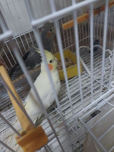 Quşlar: Məhsul: Nimfa tutuquşuları (Cockatiel) Xüsusiyyətlər: - Bir qəfəsdə — 5