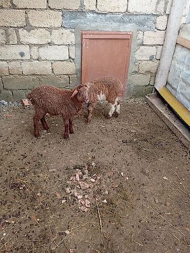 ucuz quslar: Məhsul: Quzu və bala qoyunlar Təsvir: - Şəkillərdə müxtəlif rənglərdə — 2