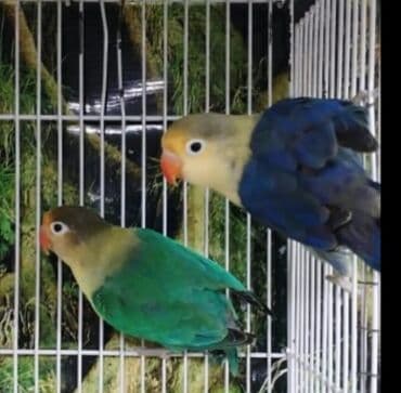 шпиц бу: Müxtəlif rənglərdə olan bu sevimli tutuquşular, evinizə sevinc və — 6