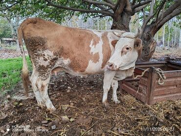 Собаки: Simental tipli inək Dekabr ayının 10 doqquz ayı tamamdır. Dördüncü — 2