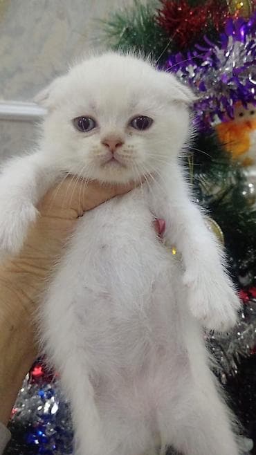 Şotland yastı qulaq — 4