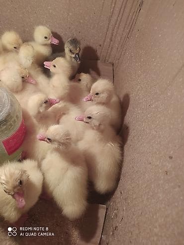 Quşlar: Qaz və qaz balaları - Yerli təsərrüfatda bəslənən qaz sürüsü və yeni — 3