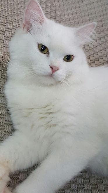 Ağ tüklü, uzun xəzli ev pişikləri - Rəng: tam ağ - Gözlər: yaşıl — 7