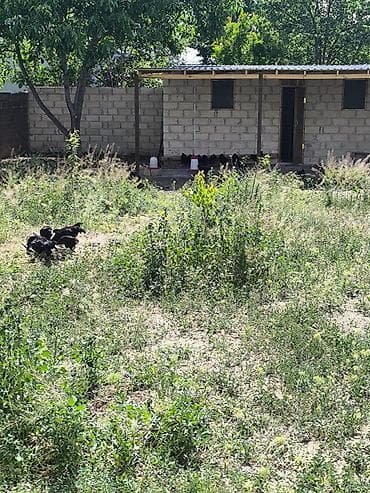 Toyuqlar: Təmiz Alman qanı Avstrolop Xoruzdarı satılır 4 aylıqdı ciddi olanlar — 2