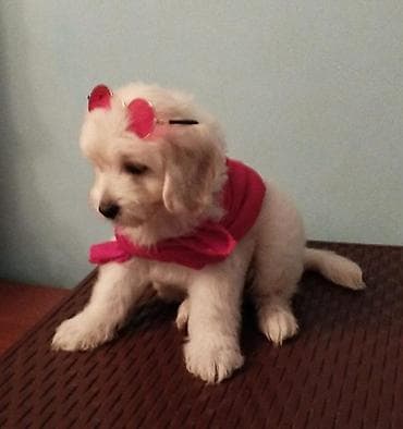 golden retriever qiyməti: Pudel, 2 ay — 9