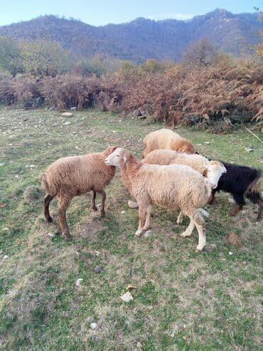 ucuz pitbul: QİYMƏT RAZILAŞMA YOLU İLƏ. Qoyun sürüsü – yerli ətlik/quyruqlu tip — 3