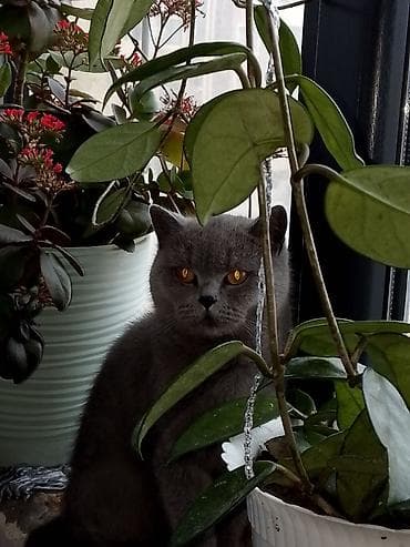 Pişiklər: Britan — 1