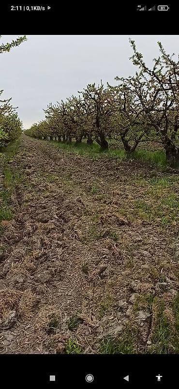 Səndlə 90 sot ümumi sahəsi bir hektar gibrid bağı. Asvalt yola yaxın